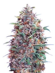 Purple Diesel Auto