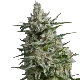 Anesthesia