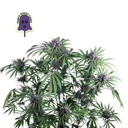 Purple Ghost Candy