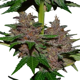 Purple Haze