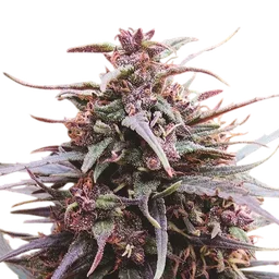Purple Haze x Malawi