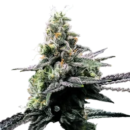 Purple Kosher