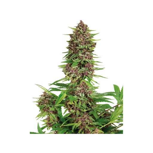 Purple Kush