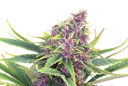 Purple Kush