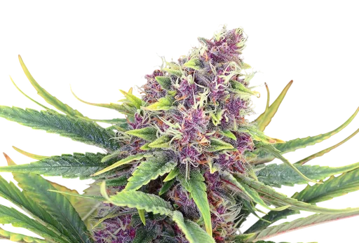 Purple Kush