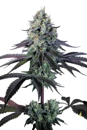 Purple Mints