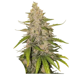 Purple OG Punch Auto