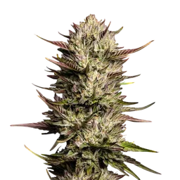 Purple Oreoz F1