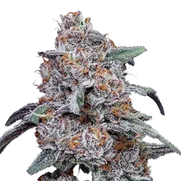Purple People Eater Auto