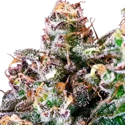 Purple Punch