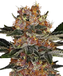 Purple Punch Auto