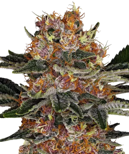 Purple Punch Auto