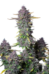 Purple Punch Auto