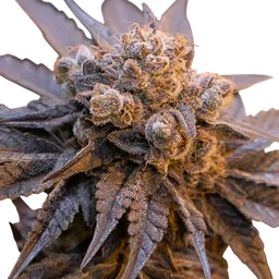 Purple Punch Auto