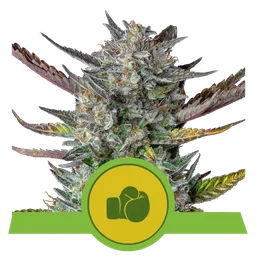 Purple Punch Auto