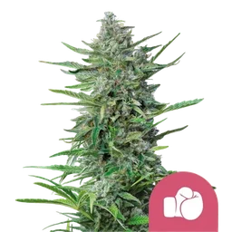 Purple Punch