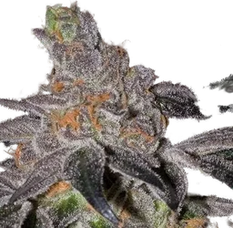 Animal Cookies