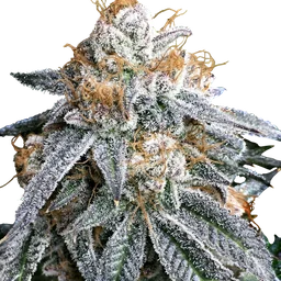 Purple Punch S1