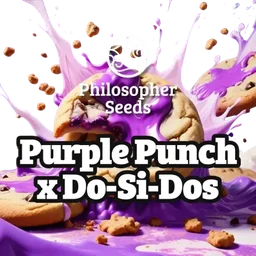 Purple Punch x Do-Si-Dos