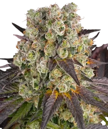 Purple Punch x Lemon Drizzle