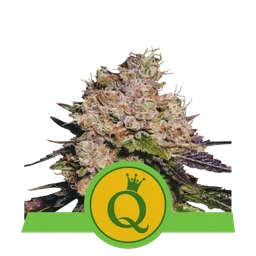Purple Queen Auto
