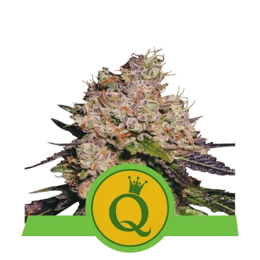 Purple Queen Auto