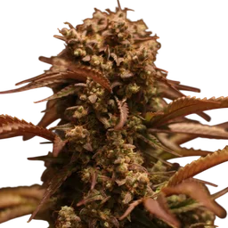 Purple Ryder Auto