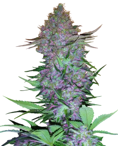 Purple Skunk Auto