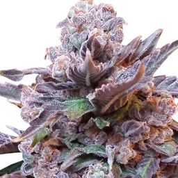 Purple Strawberry Bliss