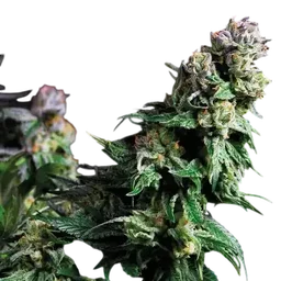 Purple Urkle