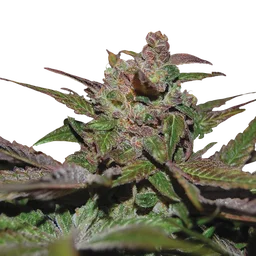 Purple Wreck Auto