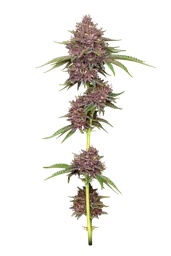Purpz