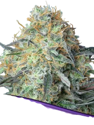 Rainbow Donut Auto