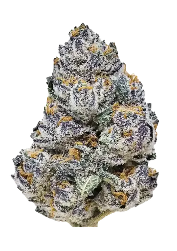 Rainbow Melon