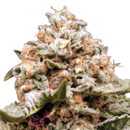 Rainbow Mints Auto