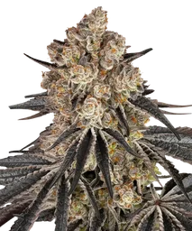 Rainbow Sherbet