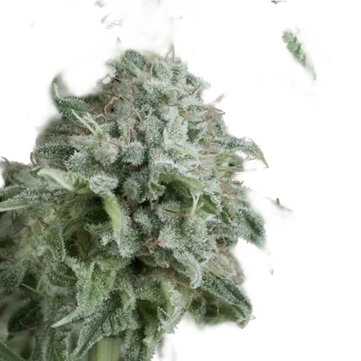 Anubis Auto