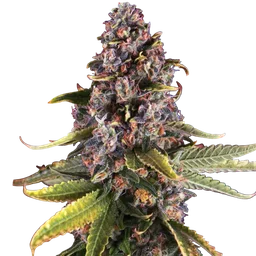 Raspberry Cough
