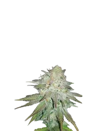 Raspberry Cough Auto