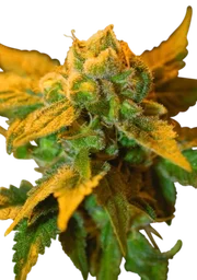 Raspberry Cough