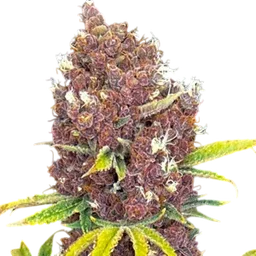 Raspberry Ripple