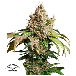 Red Tropicana Cookies Auto