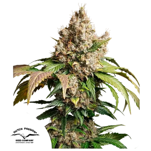 Red Tropicana Cookies Auto
