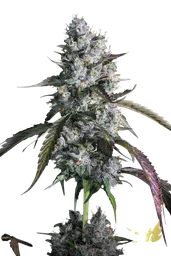 Red Velvet Auto