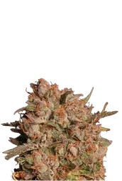 Apollo Black Cherry Auto