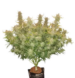 Rhino Ryder Auto