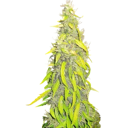 Rock Machine Auto