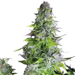 Romulan