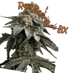 Root Beer Mac BX