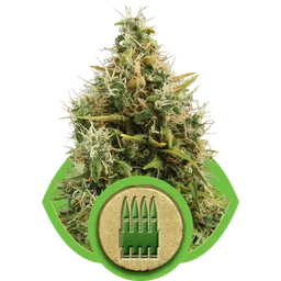 Royal AK Auto